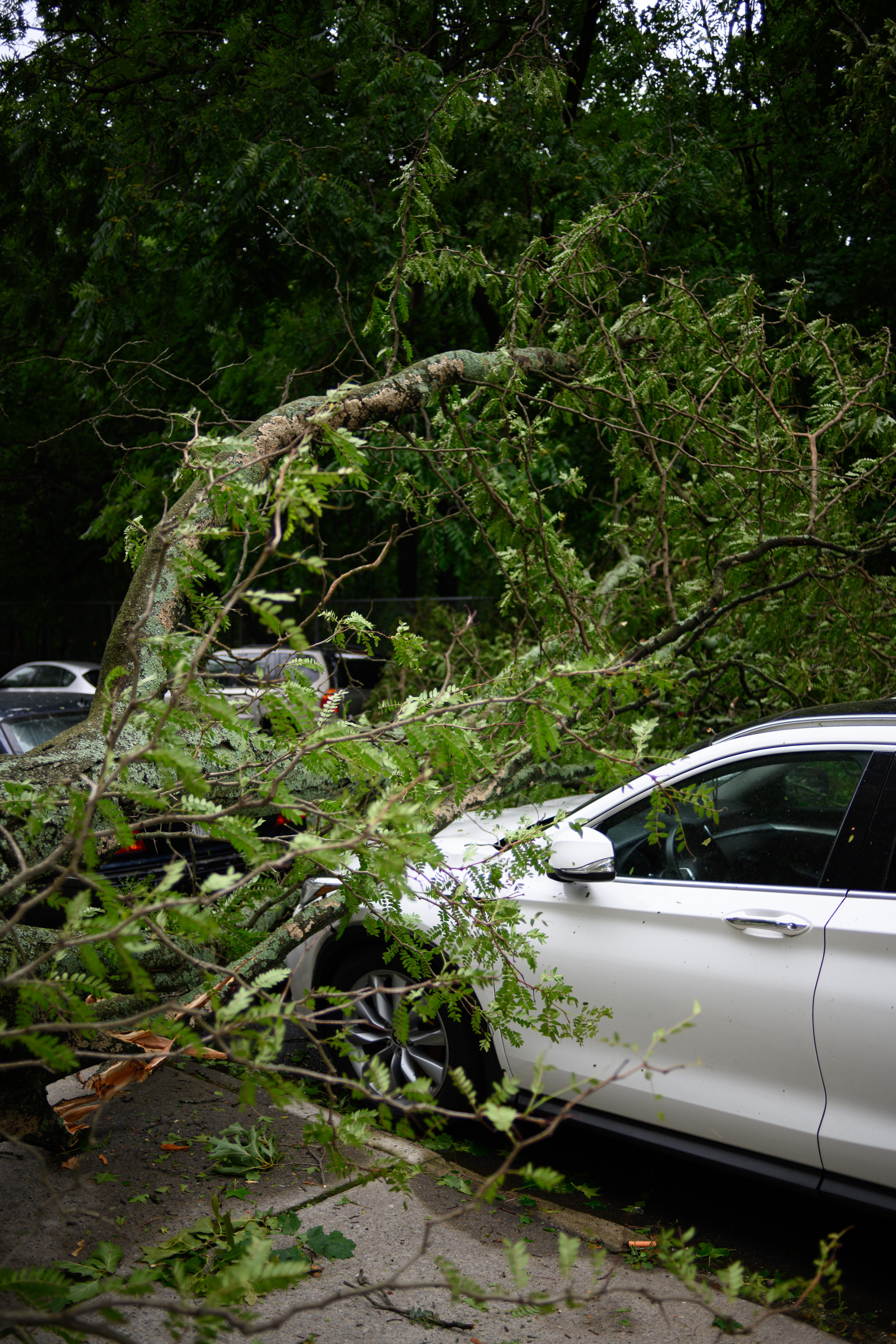 Texas Loo Hurricane Response and Portable Restrooms Tree Fallen On Top of Car After Storm